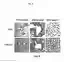 Fig. 06 - Humanized dipeptidyl-peptidase IV (DPP4) animals
