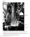 Fig. 02 - INSECTICIDE-CONTAINING COATING COMPOSITION AND METHOD FOR PROTECTING PALM TREES FROM PESTS