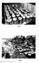 Fig. 04 - Complex of mutualistic microbes designed to increase plant productivity