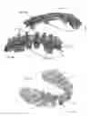 Fig. 09 - Modeling and manufacturing of dentures