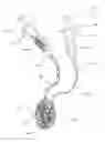 Fig. 01 - Minimally invasive biomaterial injection system