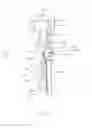 Fig. 02 - Extension assist device for an anatomic joint brace