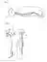 Fig. 02 - SPINAL COLUMN SUPPORT