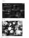 Fig. 02 - Cosmetic containing foam as carrier