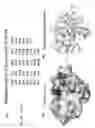 Fig. 07 - ENHANCED ATRA-RELATED COMPOUNDS DERIVED FROM STRUCTURE-ACTIVITY RELATIONSHIPS AND MODELING FOR INHIBITING PIN1