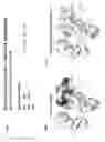 Fig. 18 - ENHANCED ATRA-RELATED COMPOUNDS DERIVED FROM STRUCTURE-ACTIVITY RELATIONSHIPS AND MODELING FOR INHIBITING PIN1