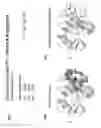 Fig. 22 - ENHANCED ATRA-RELATED COMPOUNDS DERIVED FROM STRUCTURE-ACTIVITY RELATIONSHIPS AND MODELING FOR INHIBITING PIN1