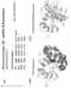 Fig. 23 - ENHANCED ATRA-RELATED COMPOUNDS DERIVED FROM STRUCTURE-ACTIVITY RELATIONSHIPS AND MODELING FOR INHIBITING PIN1