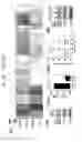 Fig. 31 - ENHANCED ATRA-RELATED COMPOUNDS DERIVED FROM STRUCTURE-ACTIVITY RELATIONSHIPS AND MODELING FOR INHIBITING PIN1