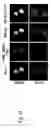 Fig. 43 - ENHANCED ATRA-RELATED COMPOUNDS DERIVED FROM STRUCTURE-ACTIVITY RELATIONSHIPS AND MODELING FOR INHIBITING PIN1