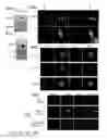 Fig. 84 - ENHANCED ATRA-RELATED COMPOUNDS DERIVED FROM STRUCTURE-ACTIVITY RELATIONSHIPS AND MODELING FOR INHIBITING PIN1