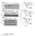 Fig. 87 - ENHANCED ATRA-RELATED COMPOUNDS DERIVED FROM STRUCTURE-ACTIVITY RELATIONSHIPS AND MODELING FOR INHIBITING PIN1