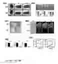 Fig. 98 - ENHANCED ATRA-RELATED COMPOUNDS DERIVED FROM STRUCTURE-ACTIVITY RELATIONSHIPS AND MODELING FOR INHIBITING PIN1