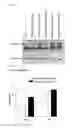 Fig. 04 - Pharmaceutical composition for preventing or treating muscle weakness-related diseases, containing butylpyridinium or derivative thereof