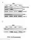 Fig. 14 - Treatment of GVHD