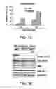 Fig. 22 - Treatment of GVHD