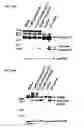 Fig. 16 - Therapies for hematologic malignancies