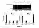 Fig. 25 - Therapies for hematologic malignancies