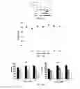 Fig. 30 - Therapies for hematologic malignancies