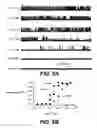 Fig. 09 - NOVEL NON-SELECTIVE CATION CHANNEL IN NEURONAL CELLS AND METHODS FOR TREATING BRAIN SWELLING