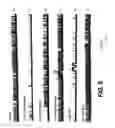 Fig. 12 - NOVEL NON-SELECTIVE CATION CHANNEL IN NEURONAL CELLS AND METHODS FOR TREATING BRAIN SWELLING