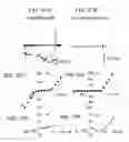 Fig. 44 - NOVEL NON-SELECTIVE CATION CHANNEL IN NEURONAL CELLS AND METHODS FOR TREATING BRAIN SWELLING