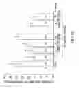 Fig. 52 - NOVEL NON-SELECTIVE CATION CHANNEL IN NEURONAL CELLS AND METHODS FOR TREATING BRAIN SWELLING