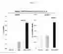 Fig. 04 - Compositions, kits, and methods to induce acquired cytoresistance using stress protein inducers