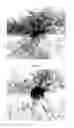 Fig. 13 - Therapeutic Methods And Pharmaceutical Compositions For Treating Warts With Tellurium Compounds