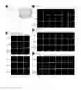 Fig. 02 - CARDIAC CELL CULTURE MATERIAL