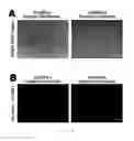 Fig. 09 - CARDIAC CELL CULTURE MATERIAL