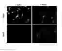 Fig. 12 - CARDIAC CELL CULTURE MATERIAL