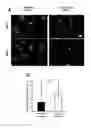 Fig. 13 - CARDIAC CELL CULTURE MATERIAL