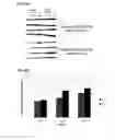 Fig. 19 - Peptides and peptidomimetics in combination with t cell activating and/or checkpoint inhibiting agents for cancer treatment