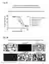 Fig. 08 - Methods for preventing or treating certain disorders by inhibiting binding of IL-4 and/or IL-13 to their respective receptors