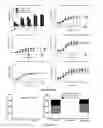 Fig. 08 - Systemic gene replacement therapy for treatment of X-linked myotubular myopathy (XLMTM)
