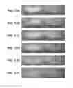 Fig. 27 - Stabilized liquid and lyophilized ADAMTS13 formulations