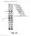 Fig. 23 - Antigen-specific T cell receptors and T cell epitopes