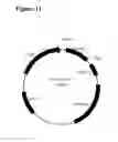 Fig. 22 - Allergy inhibitor compositions and kits and methods of using the same