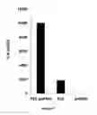 Fig. 10 - MULTI-VALENT ADJUVANT DISPLAY