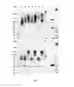 Fig. 04 - Conjugates comprising an anti-EGFR1 antibody
