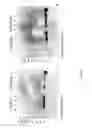 Fig. 07 - Conjugates comprising an anti-EGFR1 antibody