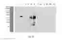 Fig. 10 - Conjugates comprising an anti-EGFR1 antibody