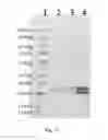 Fig. 13 - Conjugates comprising an anti-EGFR1 antibody