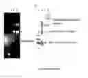 Fig. 05 - Modified Collagen Hybridizing Peptides And Uses Thereof