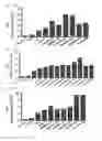 Fig. 24 - Cell penetrating peptide, conjugate comprising same, and composition comprising conjugate