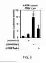 Fig. 04 - Methods and materials for increasing viral vector infectivity