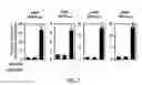 Fig. 08 - Methods and materials for increasing viral vector infectivity