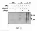 Fig. 12 - Methods and materials for increasing viral vector infectivity