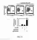 Fig. 13 - Methods and materials for increasing viral vector infectivity